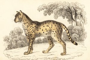 Serval, Leptailurus serval