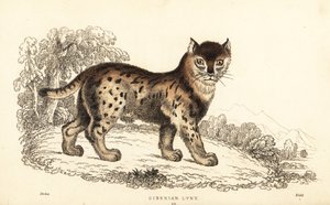 Siberische lynx, Lynx lynx wrangeli (Felis lynx)