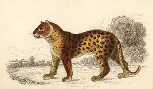 De panter van de oudheid.,1834