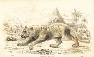 Witte tijger, Panthera tigris tigris. Bedreigd door William Alexander Forbes