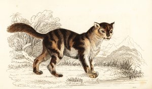 Wilde schildpadkat uit Zuid-Amerika, Felis catus