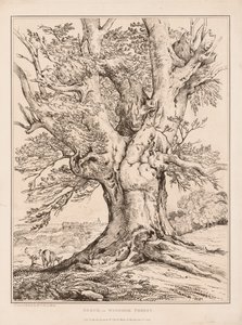 Beuk in Windsor Forest door William Alfred Delamotte