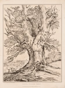 Beuk in Windsor Forest, 1805 door William Alfred Delamotte