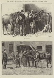 Het Royal Veterinary College en ziekenhuis, Camden Town door William Barnes Wollen