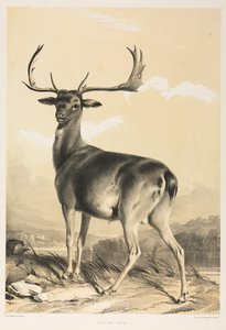 Damherten