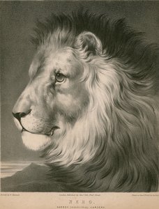 Nero de leeuw, Surrey Zoological Gardens, Londen door William Barraud