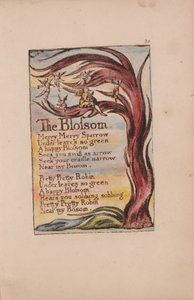 Songs of Innocence and of Experience, Plaat 20, The Blossom (Bentley 11) door William Blake