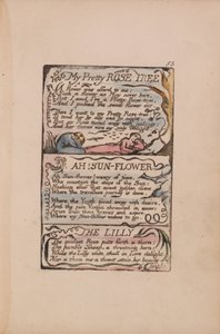 Liederen van Onschuld en Ervaring, Plaat 53, Mijn Mooie Rozenboom, Ah! Zonnebloem, De Lelie door William Blake
