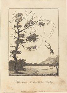 De Mecoo & Kisbee Kishee Apen, 1793