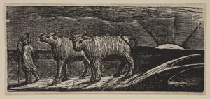 Ongejode Ossen, Langzaam Naar Huis, uit Thorntons Pastorals of Virgil