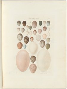 Vogeleieren van Victoria. het onuitgegeven folio Australia Terra Cognita door William Blandowski. 1855-56