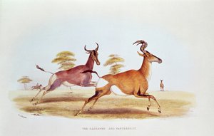 De Sassaybe en de Hartebeest, illustratie uit 