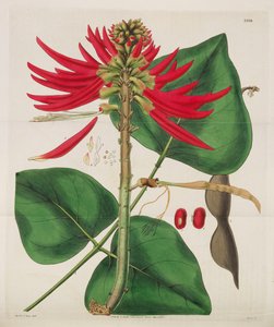 Botanisch Tijdschrift, 1787-1833