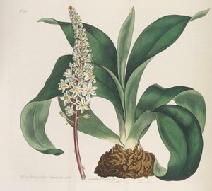 Botanisch Tijdschrift, 1787-1833 door William Curtis