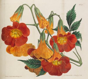 Botanisch Tijdschrift, 1787-1833 door William Curtis