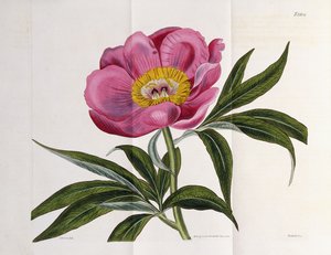 Illustratie, Nummer 2264, uit "The Botanical Magazine", 1787-1826 door William Curtis