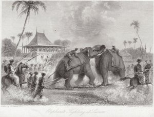 Olifanten vechten in Lucknow