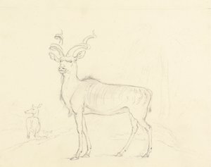De Koodoo door William Daniell