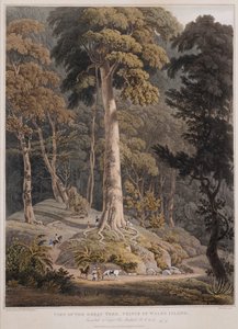 Uitzicht op de Grote Boom, Prins van Wales Eiland door William Daniell