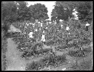 Kinderen die werken in de schooltuin van Isham Park, New York City, 16 augustus 1915 door William Davis Hassler
