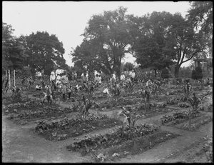 Kinderen werken in de schooltuin in Isham Park, New York City, 5 augustus 1914 door William Davis Hassler