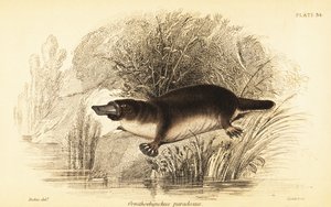 Vogelbekdier, Ornithorhynchus anatinus