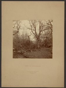 Bos van Fontainebleau door William Drooke Harrison