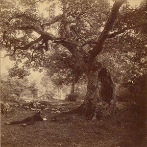 Bos van Fontainebleau door William Drooke Harrison