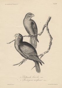 1. Psittacula lineola en 2. Brotogeris aurifrons, litho door J.T. Bowen, 1850 door William E. Hitchcock