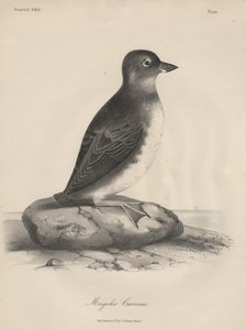 Megalus Cassinii, litho door J.T. Bowen, 1850 door William E. Hitchcock