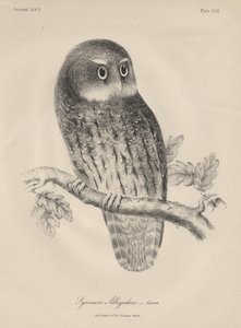 Syrnium Albogularis, litho door J.T. Bowen door William E. Hitchcock