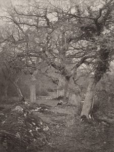 Forêt de Fontainebleau, 1870s door William Harrison