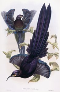 Epimachus Ellioti, Ward, ca. 1891-1898 door William Hart