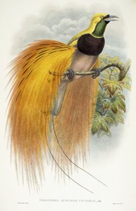 Paradisea Augustae Victoriae door William Hart