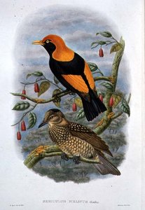 Sericulus Melinus door William Hart