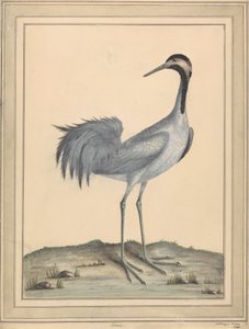 Een kraanvogel door William Hayes