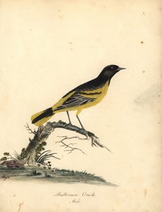 Baltimore troepiaal, Icterus galbula. Handgekleurde kopergravure van een illustratie door Matilda Hayes uit William Hayes