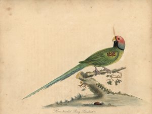 Blossom-headed parkiet door William Hayes