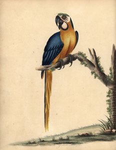 Blauwe en gele ara, Ara ararauna. Handgekleurde kopergravure van een illustratie door William Hayes uit Portretten van Zeldzame en Curieuze Vogels uit de Menagerie van Osterly Park, Londen: Bulmer door William Hayes
