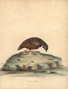 Blauwborstkwartel, Coturnix chinensis. Handgekleurde kopergravure van een illustratie door William Hayes uit Portretten van zeldzame en curieuze vogels uit de Menagerie van Osterly Park, Londen: Bulmer door William Hayes