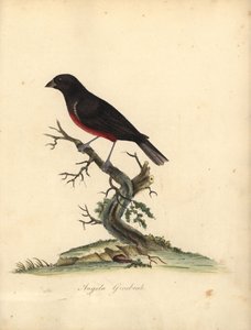 Kastanjebuik zaadvink, Oryzoborus angolensis. Handgekleurde kopergravure van een illustratie door William Hayes uit Portretten van Zeldzame en Curieuze Vogels uit de Menagerie van Osterly Park, Londen