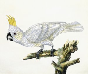 Kaketoe, 1779