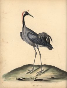 Kraanvogel, Grus grus. Handgekleurde kopergravure van een illustratie door William Hayes uit Portretten van Zeldzame en Curieuze Vogels uit de Menagerie van Osterly Park. door William Hayes