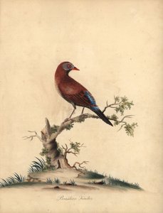 Gewone grenadier, Uraeginthus granatinus, inheems in Afrika. Handgekleurde kopergravure van een illustratie door William Hayes uit Portretten van Zeldzame en Curieuze Vogels uit de Menagerie van Osterly Park, Londen door William Hayes