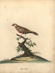Gewone wasvogel, Estrilda astrild. Handgekleurde kopergravure van een illustratie door William Hayes uit Portretten van zeldzame en curieuze vogels uit de Menagerie van Osterly Park door William Hayes