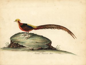 Gouden of Chinese fazant, Chrysolophus pictus, mannetje. Handgekleurde kopergravure van een illustratie door William Hayes uit Portretten van Zeldzame en Curieuze Vogels uit de Menagerie van Osterly Park, Londen door William Hayes