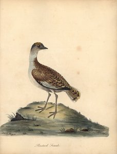 Grote trap, Otis tarda, vrouwtje. Kwetsbaar. Handgekleurde kopergravure van een illustratie door William en Emily Hayes uit William Hayes