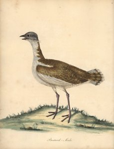 Grote trap, Otis tarda, mannetje. Kwetsbaar. Handgekleurde kopergravure van een illustratie door William Hayes uit Portretten van Zeldzame en Curieuze Vogels uit de Menagerie van Osterly Park, Londen: Bulmer door William Hayes