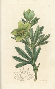 Groene nieskruid, Helleborus viridis