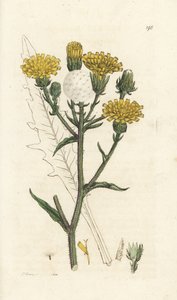 Havikskruid ossentong, Picris hieracioides. Handgekleurde kopergravure door James Sowerby uit James Smith